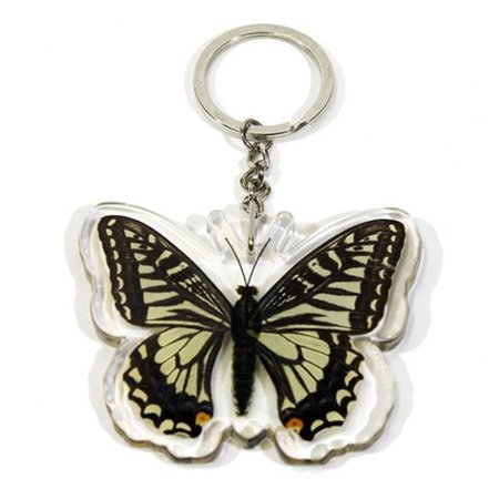 ED SPELDY EAST Ed Speldy East Company BTK102 Real Bug Asian Swallowtail Butterfly Key Chain BTK102